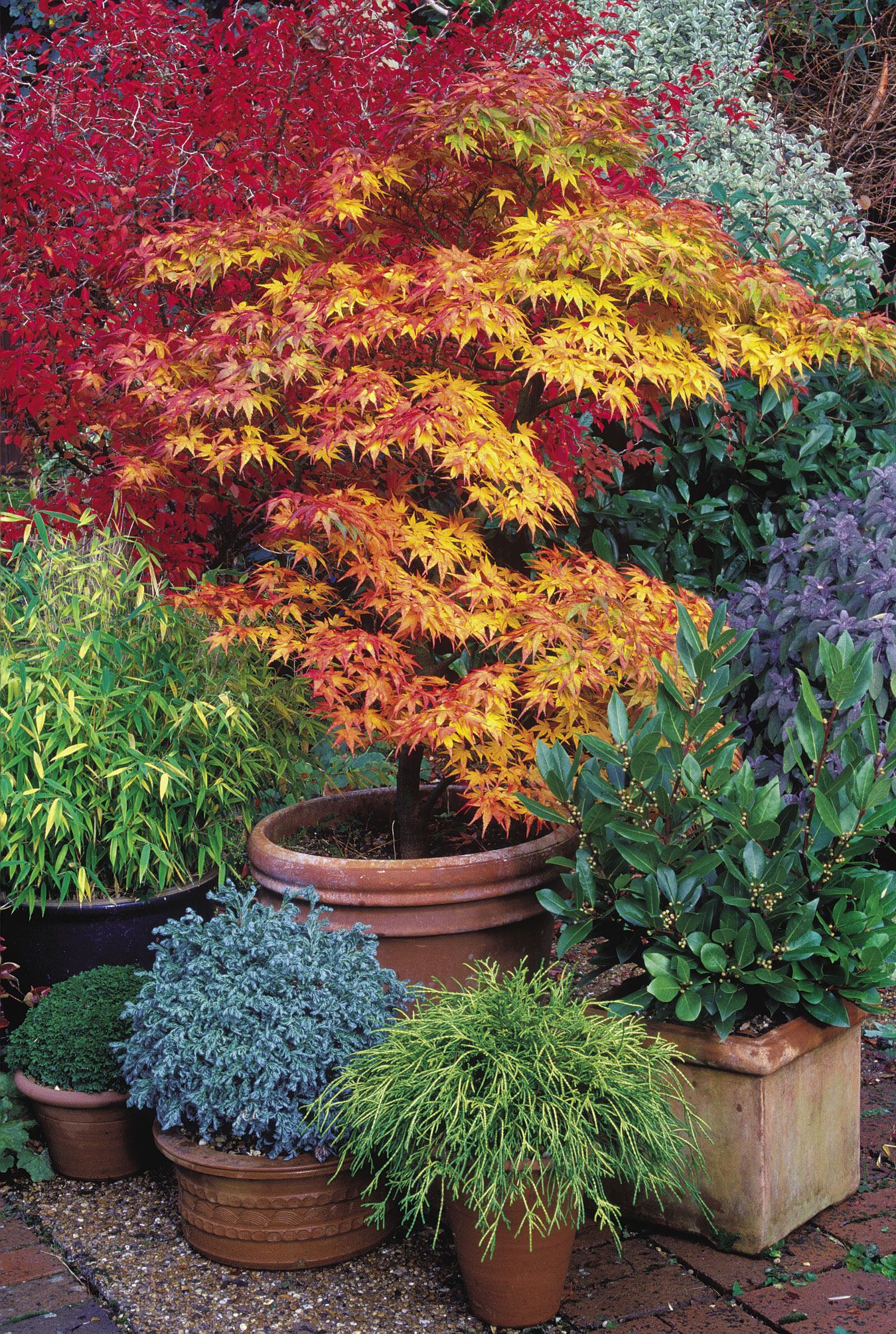 Enhancing Your Garden with Stunning Japanese Maple Landscaping