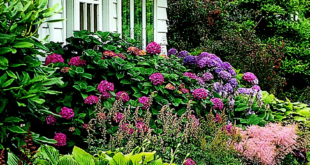 front of house landscape ideas