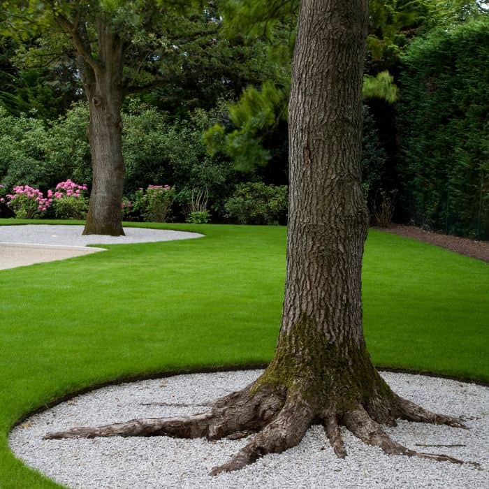 Enhancing Your Outdoor Space with Beautiful Trees: A Guide to Landscape Design