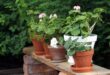 garden decor ideas