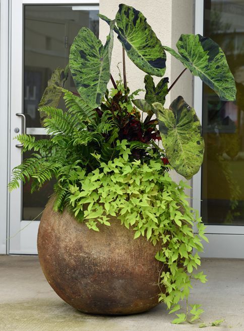 Enhancing Your Outdoor Space with Potted Plants