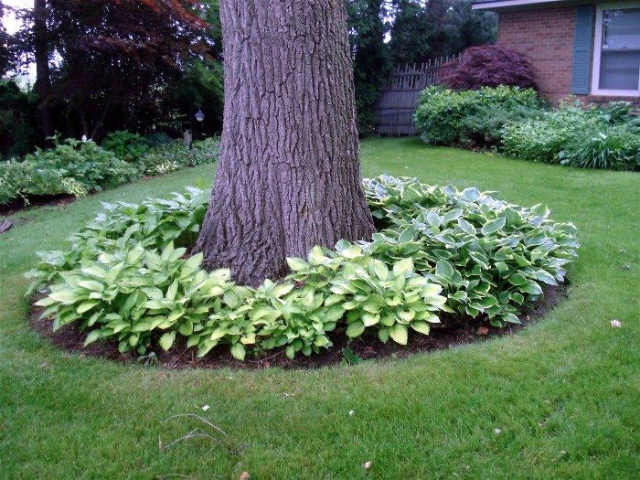 Enhancing the Beauty of Trees: Tips for Landscaping Around Them