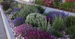 backyard xeriscape ideas