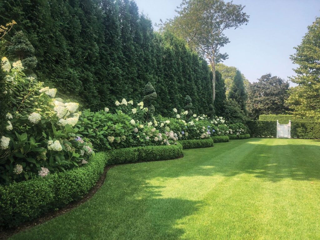 garden hedges