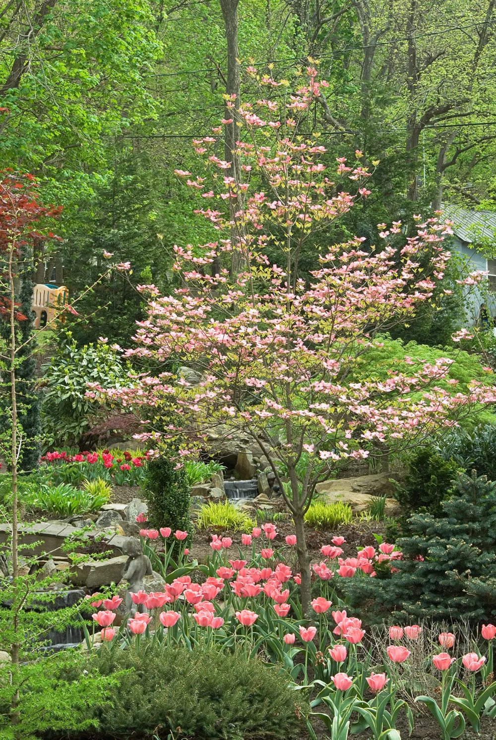 Exploring the Beauty of Compact Trees for Your Garden