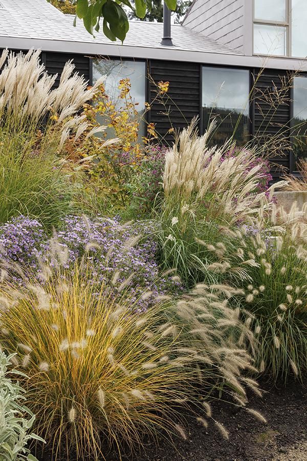 Exploring the Diverse World of Landscaping Grass Varieties