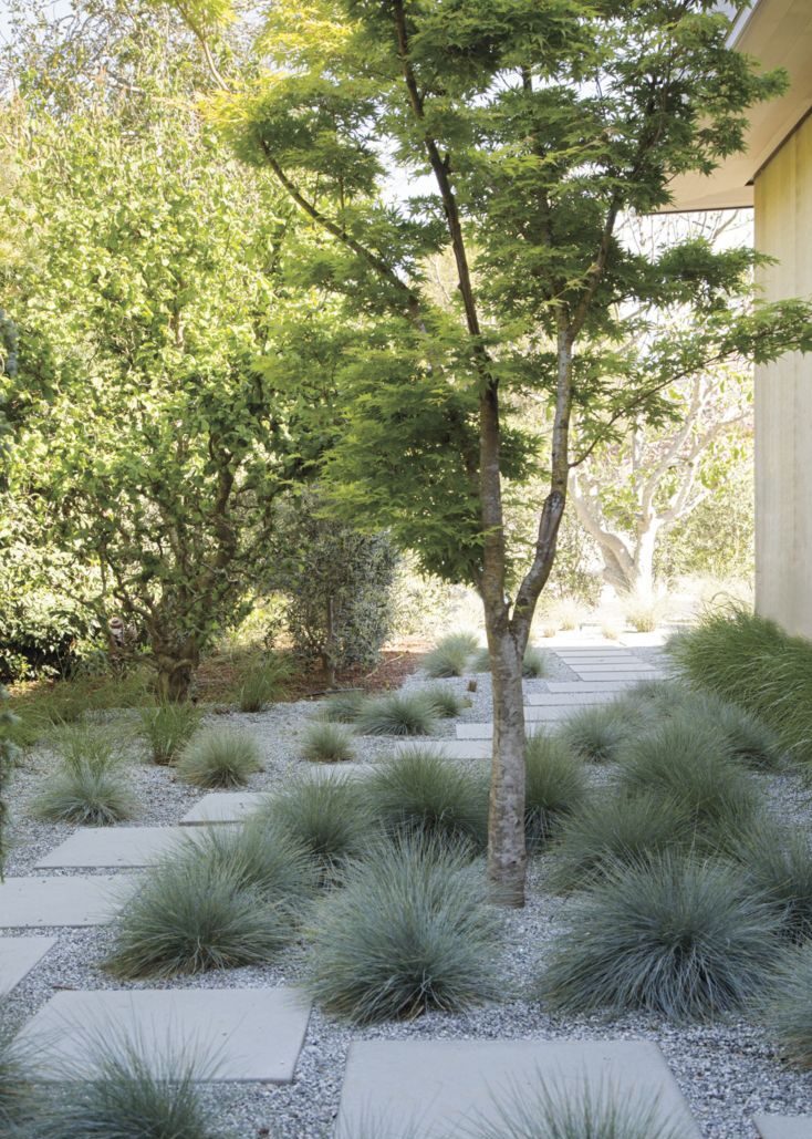 Exploring the Variety of Grasses for Landscaping