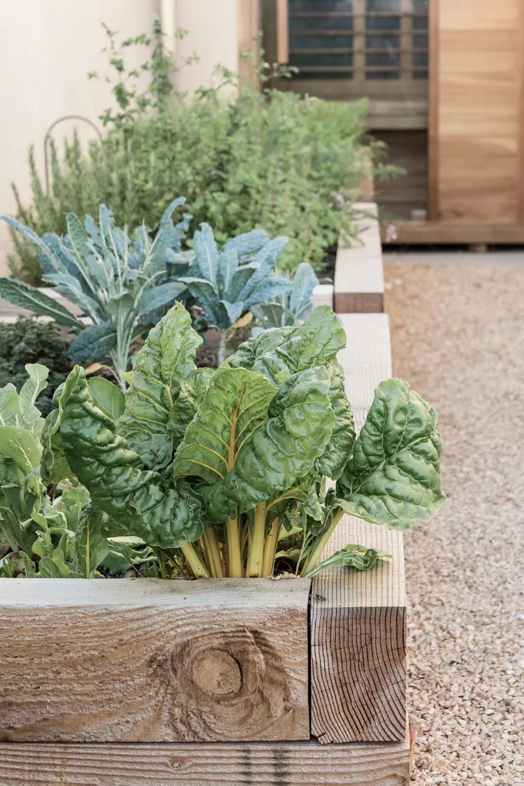 Gardening for Compact Spaces: Growing Your Own Fresh Vegetables