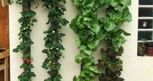 vertical garden