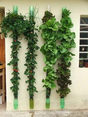 Greening Up: The Beauty of Vertical Gardens