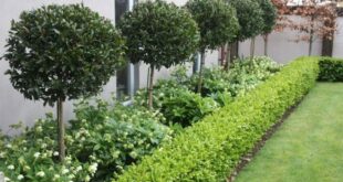 garden hedges