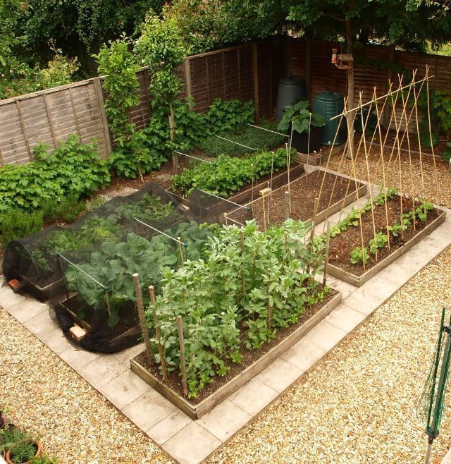 Growing Fresh Vegetables in Compact Gardens