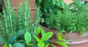 small herb garden planter