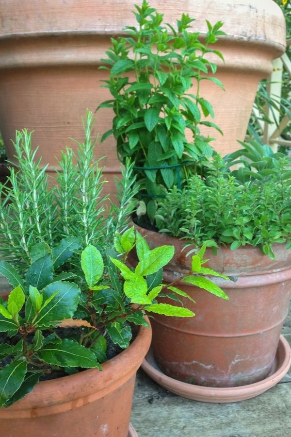 Growing Herbs in a Compact Planter: A Space-Saving Solution