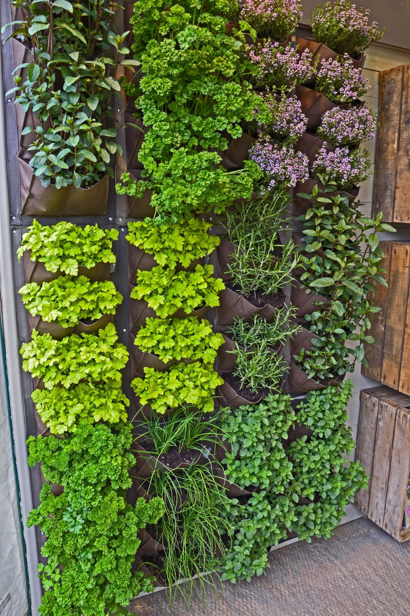 Growing Vegetables in a Compact Garden Space