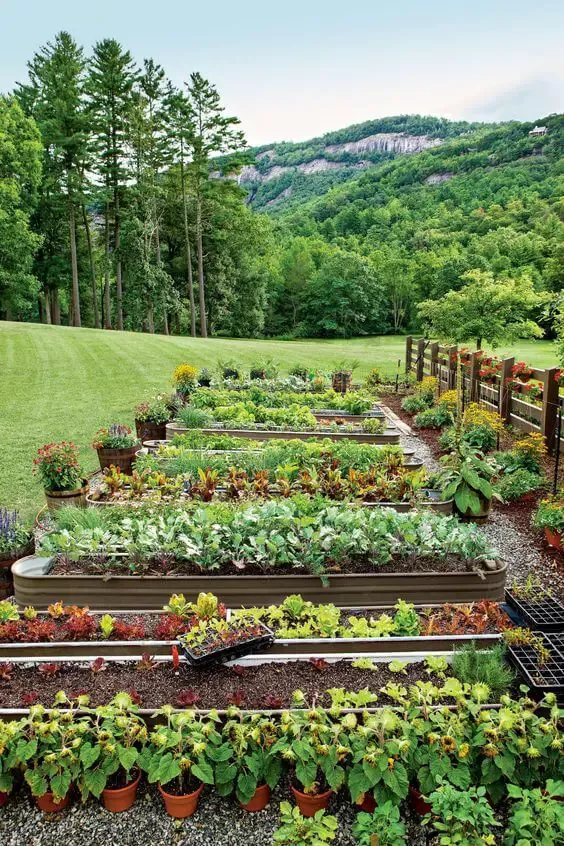 Growing Vegetables in a Raised Garden: A Beginner’s Guide