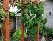 grape arbor