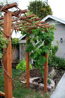 grape arbor