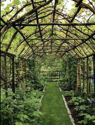 Growing a Lush and Bountiful Grape Arbor in Your Garden