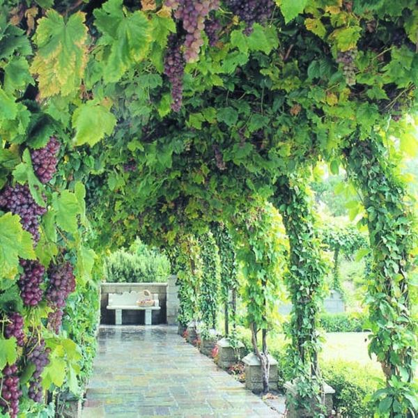 How to create a beautiful grape arbor for your backyard