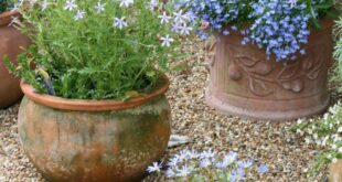 garden ideas with pots