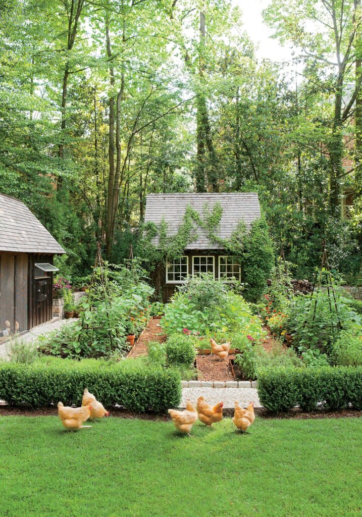 backyard garden