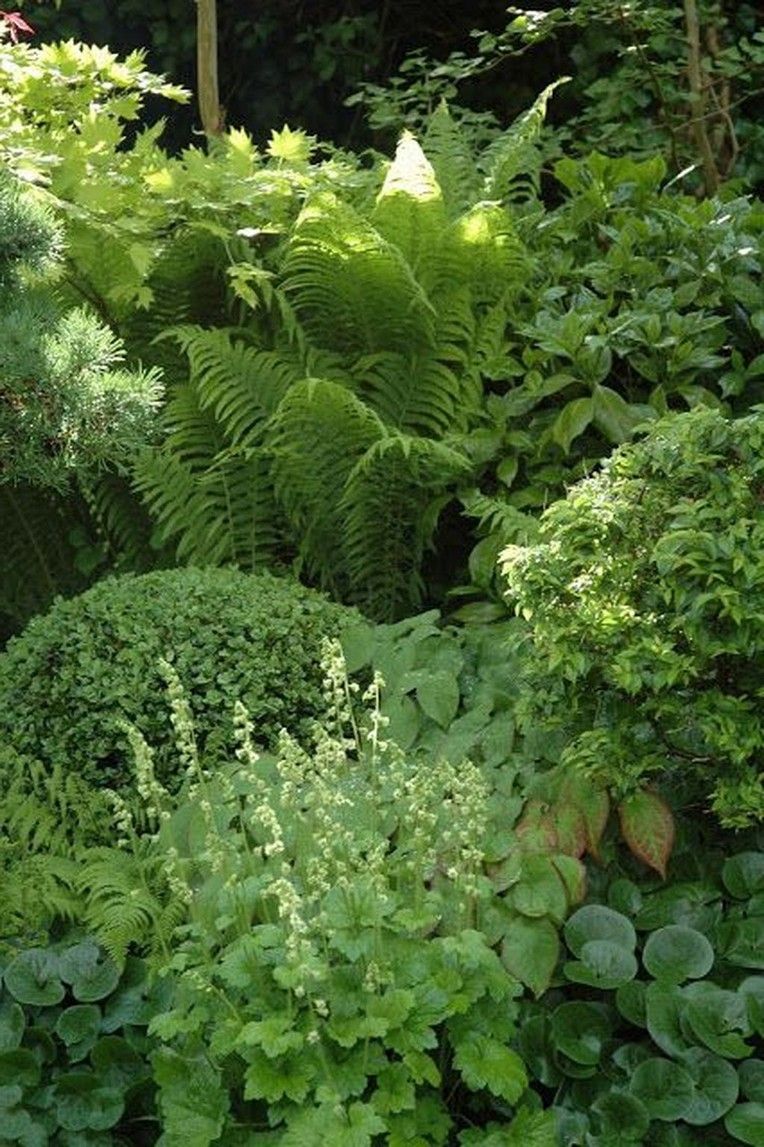 Lush and Serene: Creating a Beautiful Shade Garden