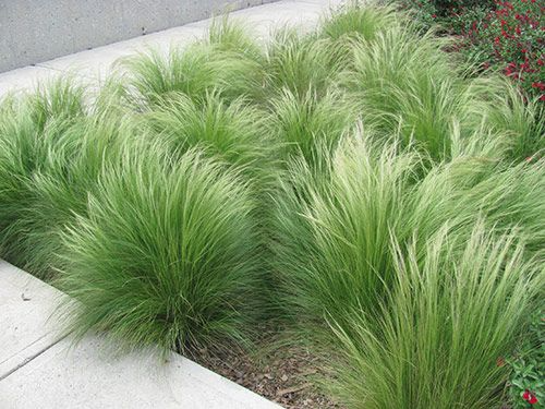 Lush and Vibrant Grass Varieties for a Beautiful Landscape