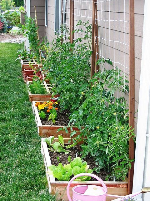 Maximizing Space: The Beauty of Small Garden Vegetables