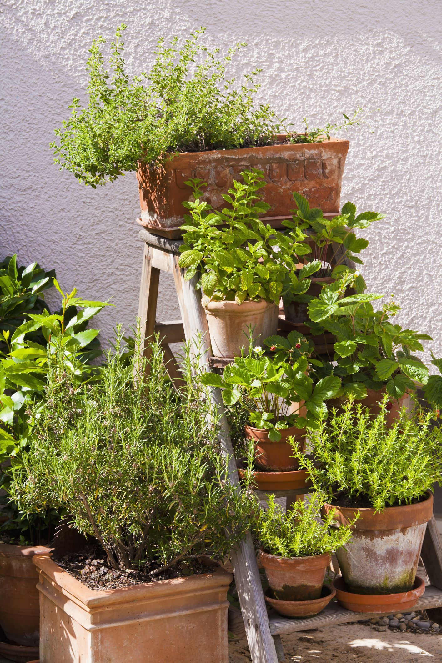 Optimal Herb Garden Layout for Maximum Growth and Aesthetic Appeal