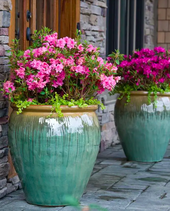 Optimizing Outdoor Spaces with Potted Plants: Enhancing Your Landscape with Container Gardening