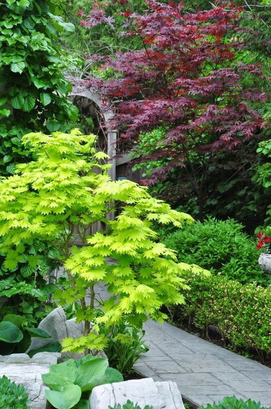 Perfecting the Art of Landscaping Japanese Maple Trees