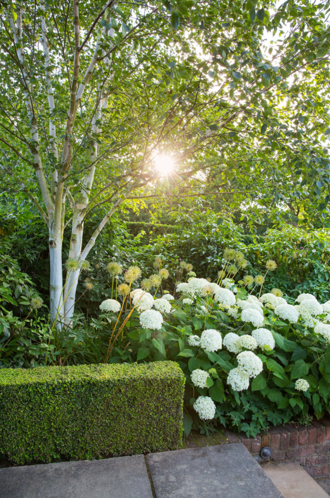 small garden trees