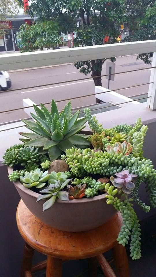 The Art of Creating Stunning Succulent Gardens: Tips for Designing Your Own Lush Oasis