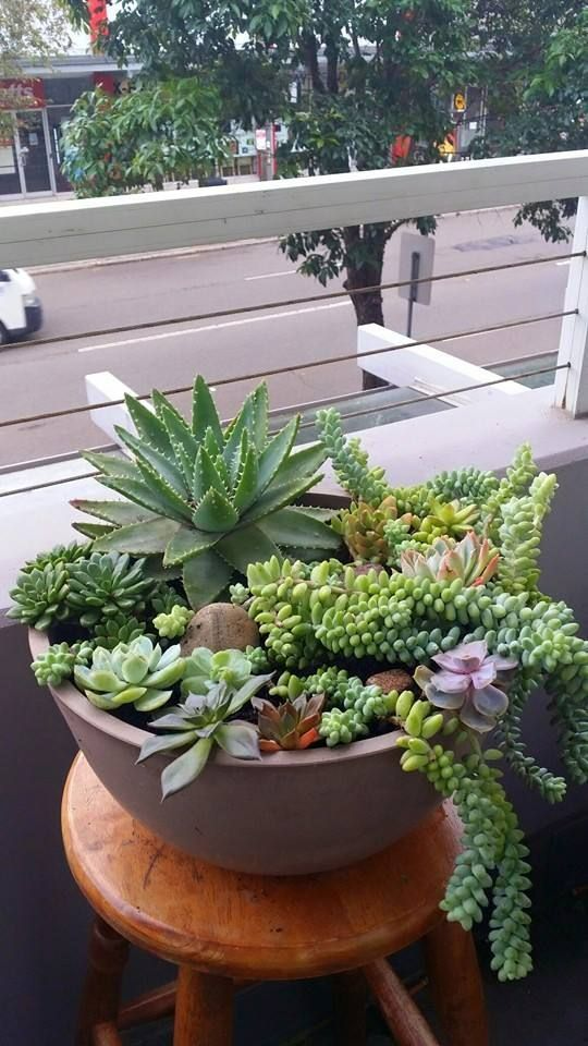 succulent garden design