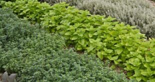 herb garden design