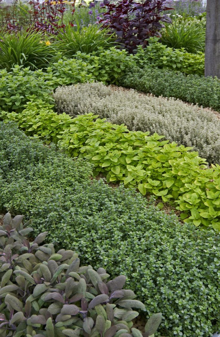 The Art of Creating a Stunning Herb Garden Layout