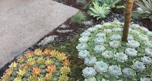 succulent garden design