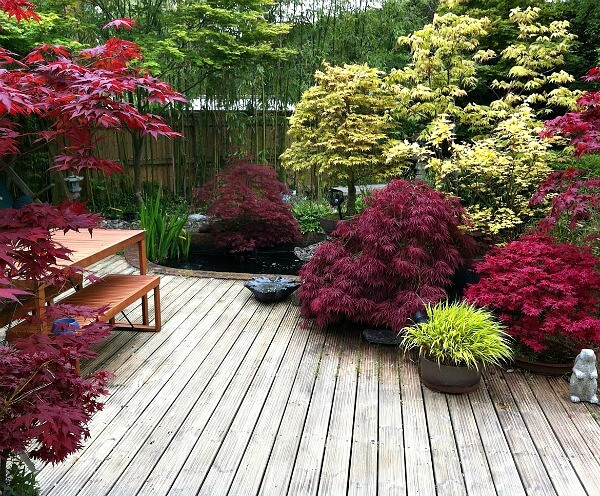 The Art of Landscaping with Japanese Maple Trees: Creating a Tranquil Outdoor Retreat
