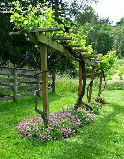 The Beauty and Functionality of Grape Arbors