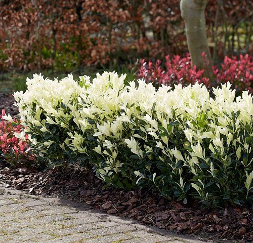 The Beauty of Garden Hedges: A Guide to Creating Green Boundaries