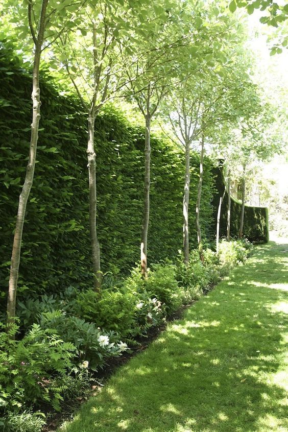 The Beauty of Garden Hedges: A Natural Boundary for Your Outdoor Space