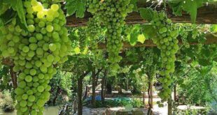 grape arbor