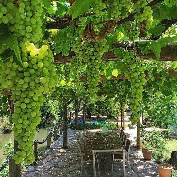 The Beauty of Grape Arbors: A Tranquil Addition to Your Garden