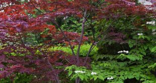 landscaping japanese maple