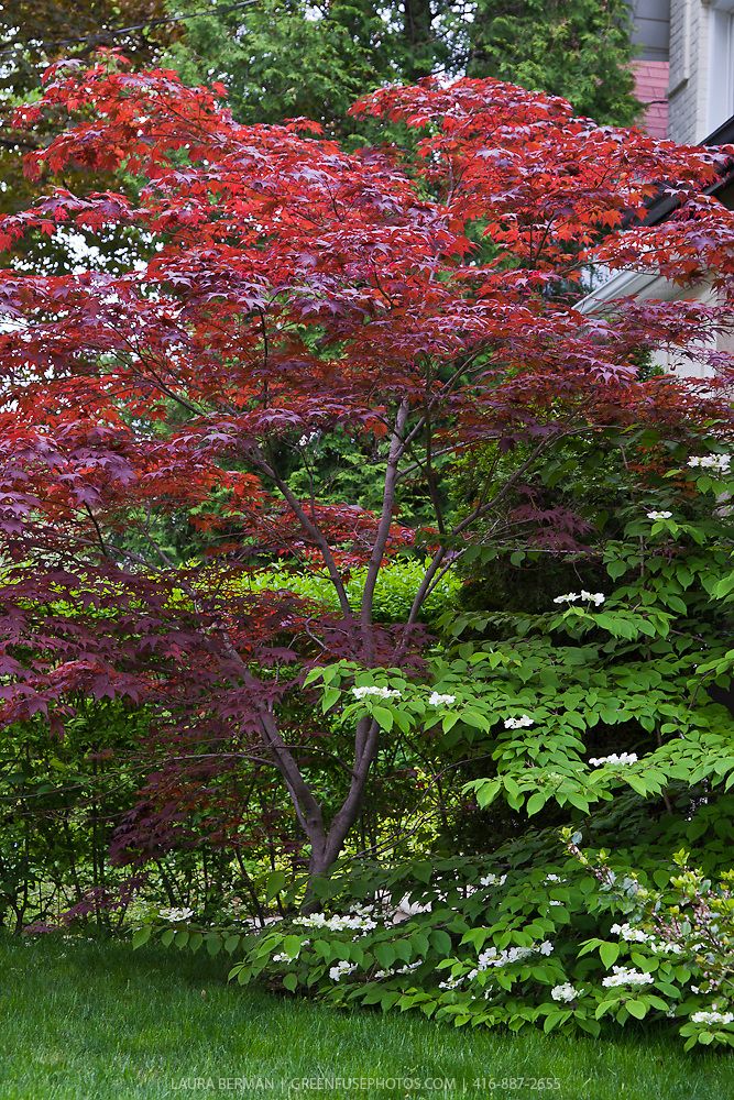 The Beauty of Landscaping with Japanese Maples