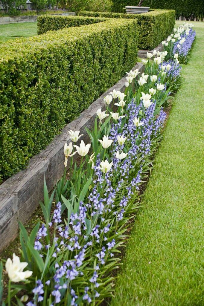 garden hedges