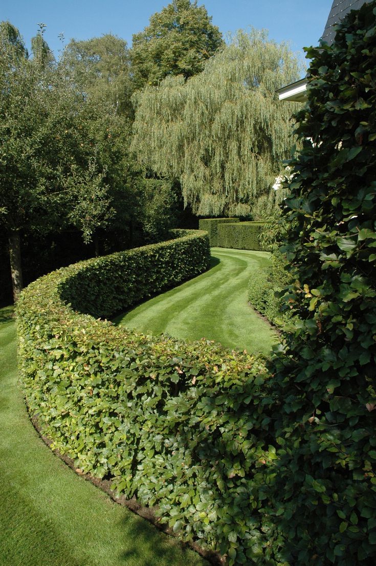 The Beauty of Lush Green Garden Hedges