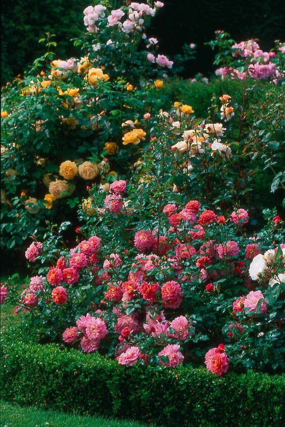 The Beauty of Rose Garden Layout and Design