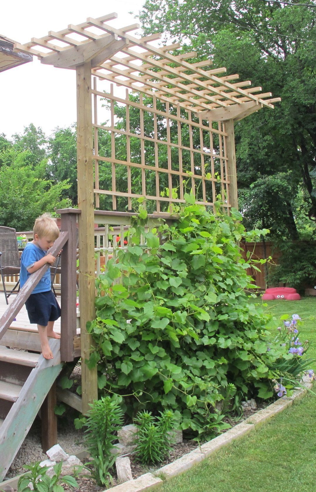 The Beauty of a Grape Arbor: A Charming Addition to Any Garden